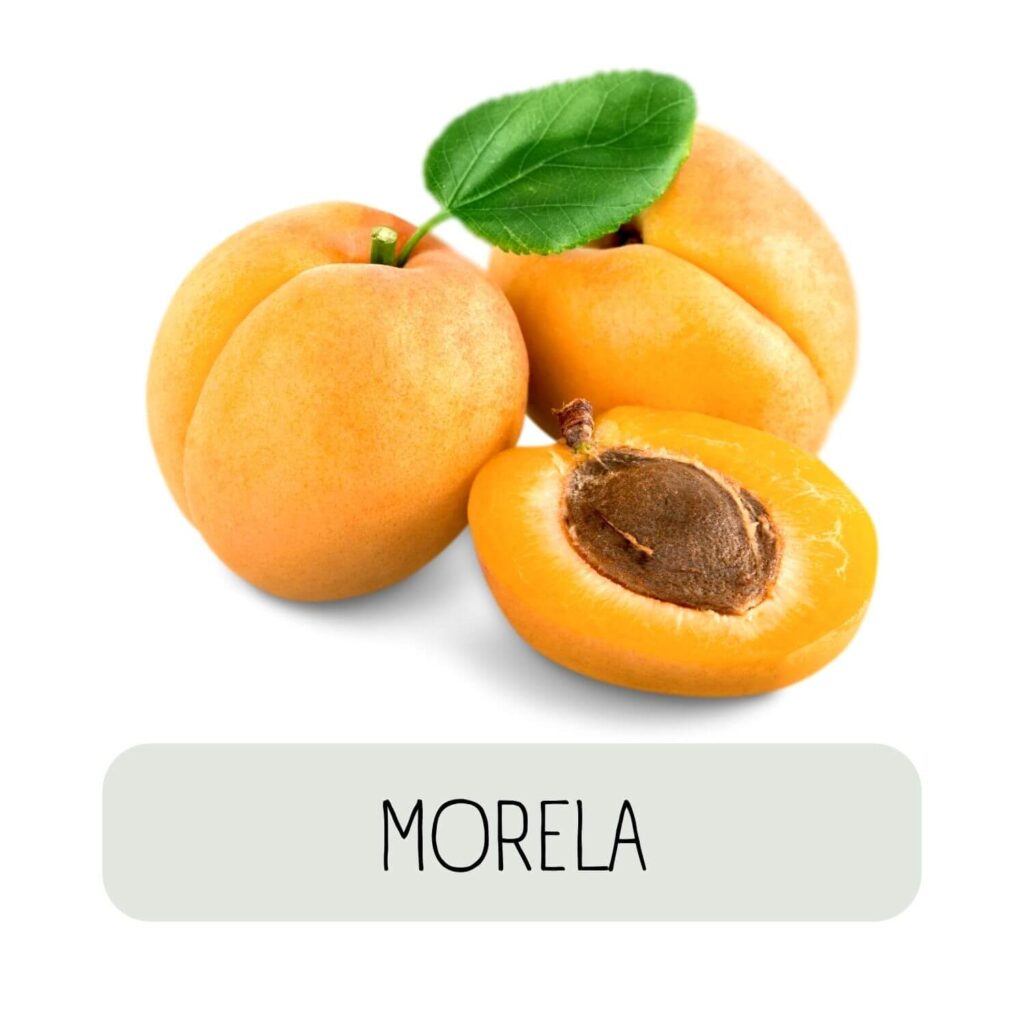 morela rozgryzarka