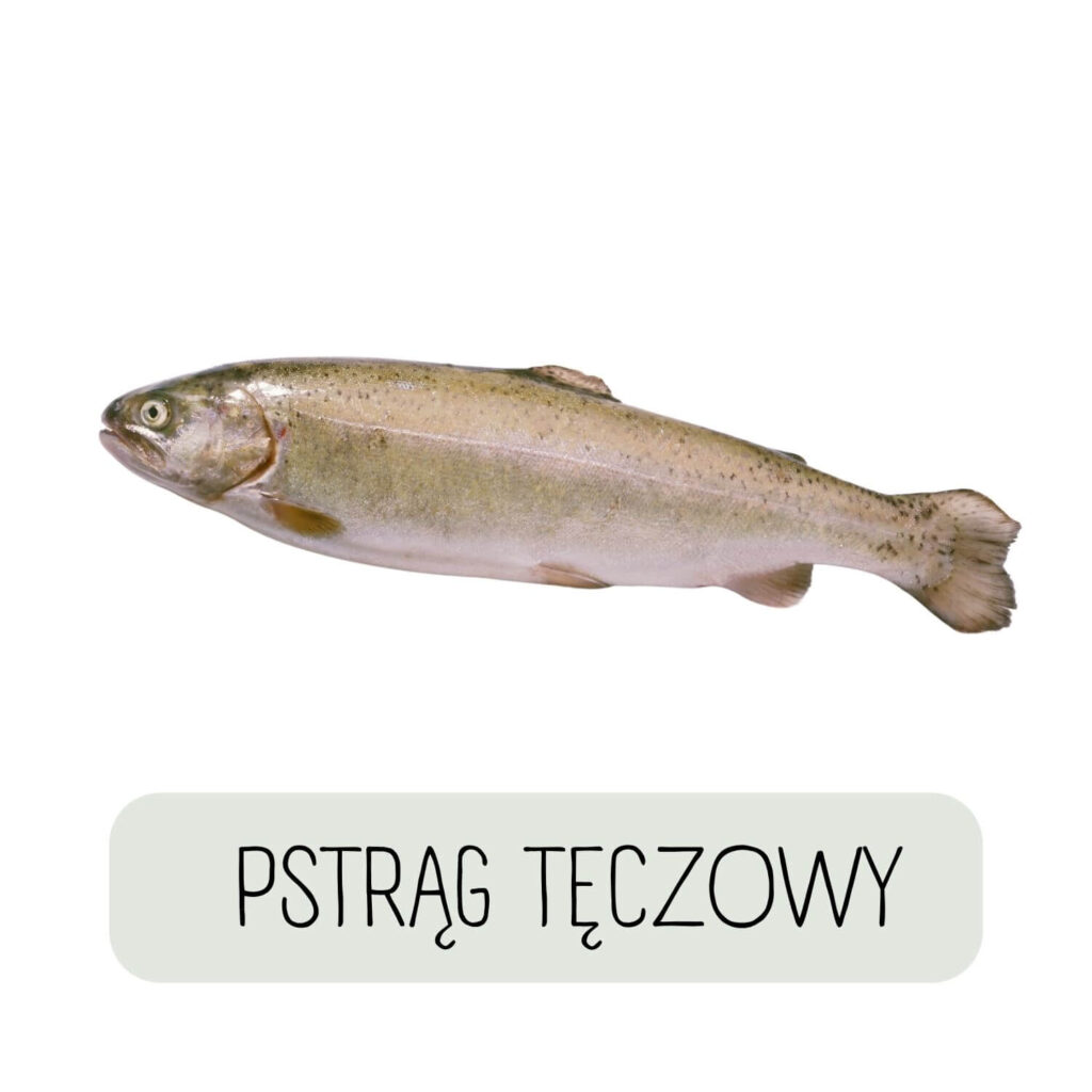 pstrąg tęczowy